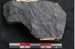 Foto (Detailansicht) von Annularia minuta Brongniart (NHMW-GEO-2024-0188-11013)